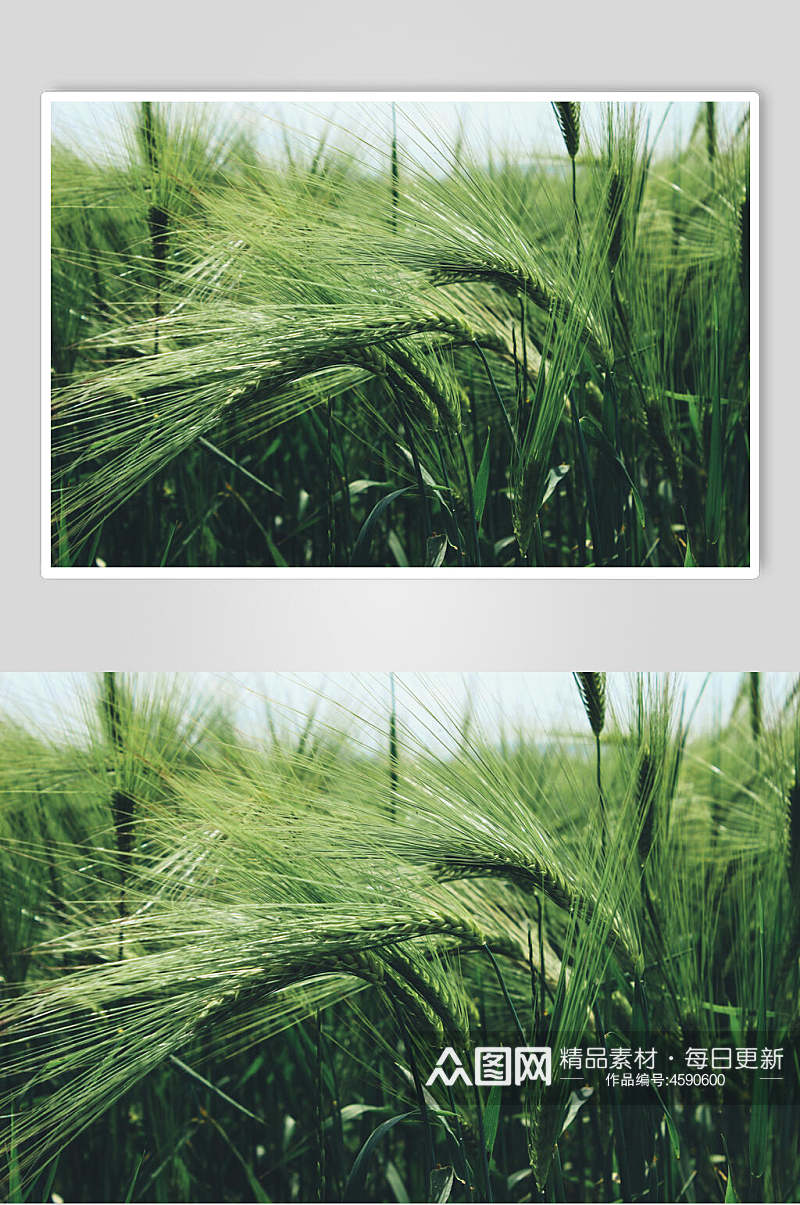 绿色水稻稻田摄影图片素材