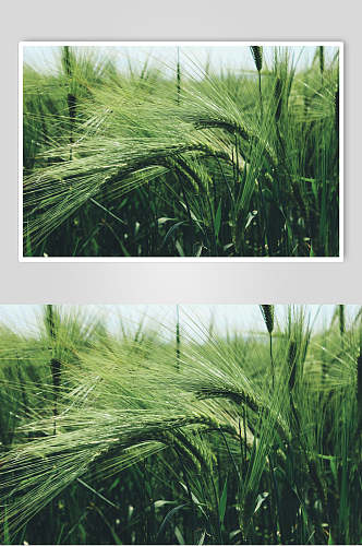 绿色水稻稻田摄影图片
