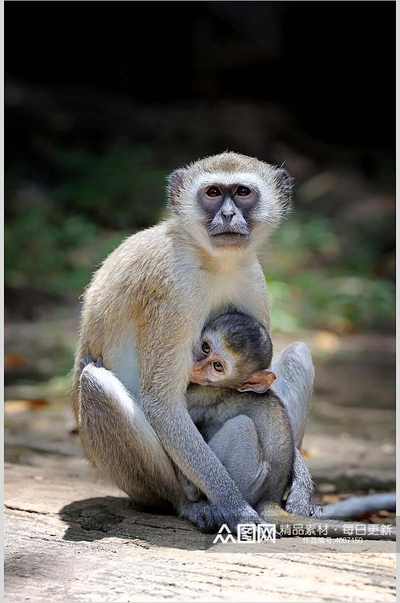 可爱母子猴子动物摄影图片素材