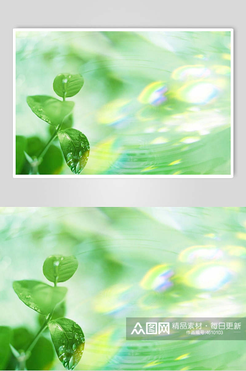 横版清新绿色自然壁纸  植物摄影图素材