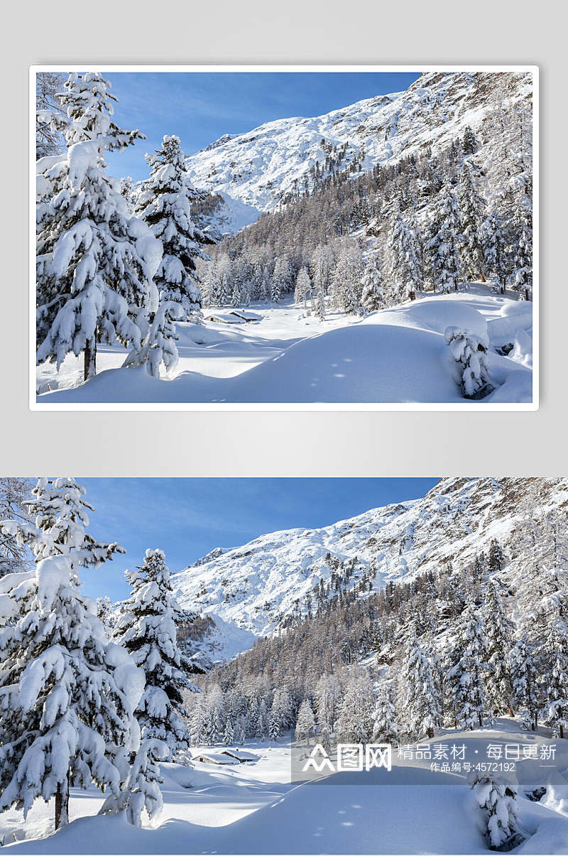 雪松雪地冬季雪景摄影图片素材