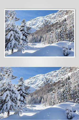 雪松雪地冬季雪景摄影图片