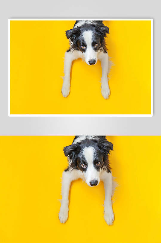 狗狗背景图片 狗狗背景设计素材 狗狗背景模板下载 众图网