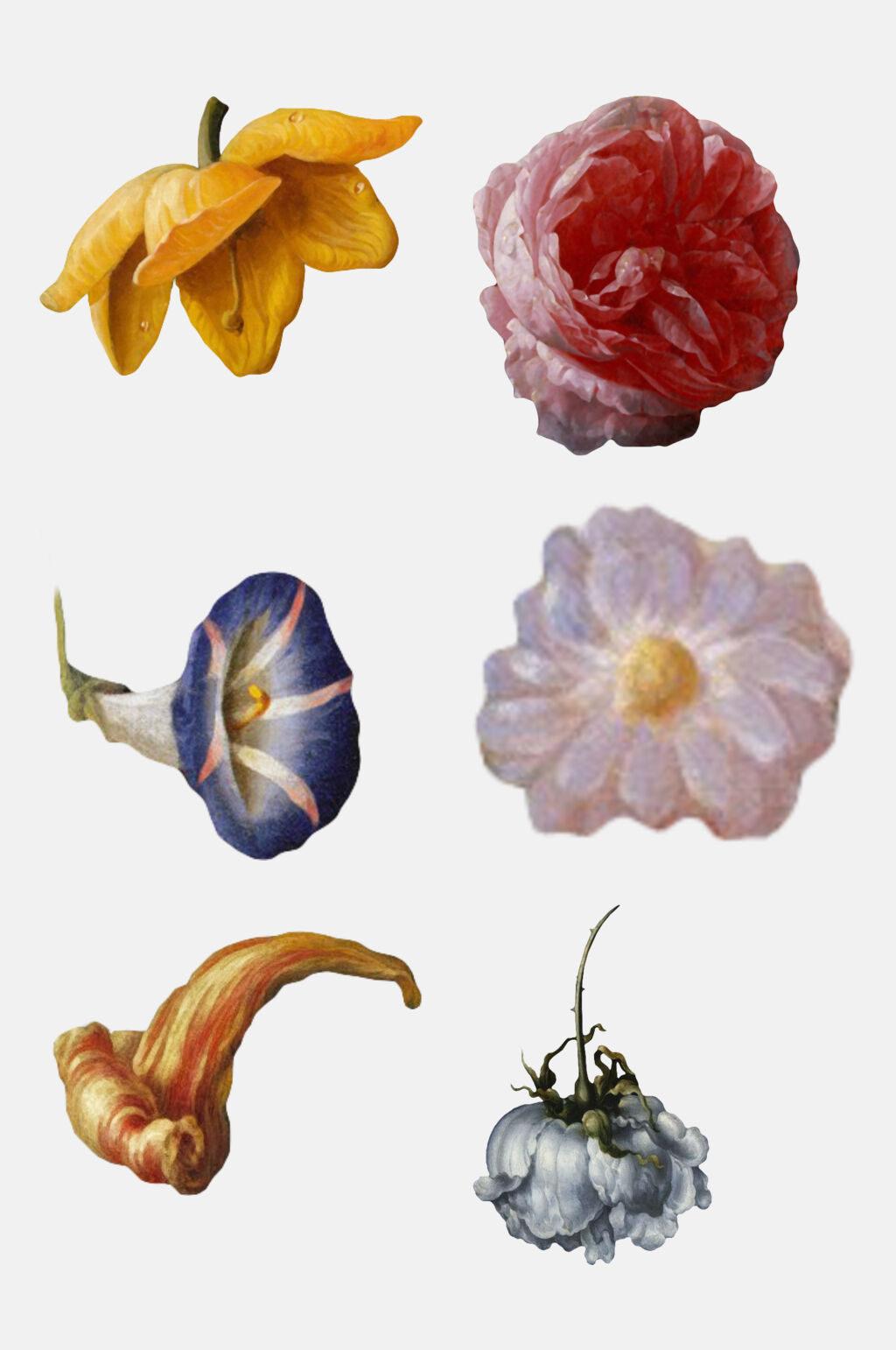 花朵复古花卉免抠素材素材