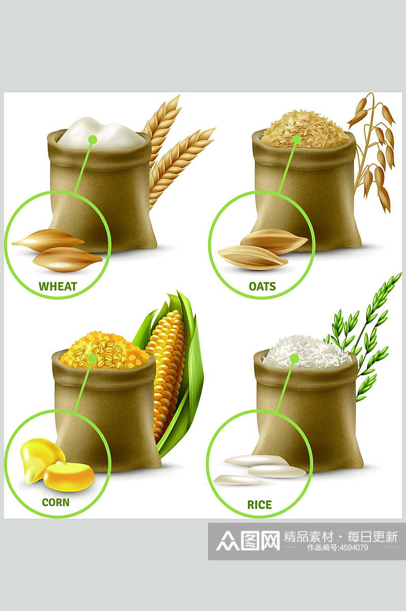玉米水稻大米矢量素材素材