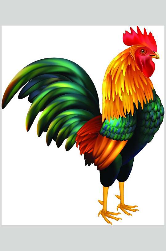 美丽绿羽毛大公鸡矢量素材