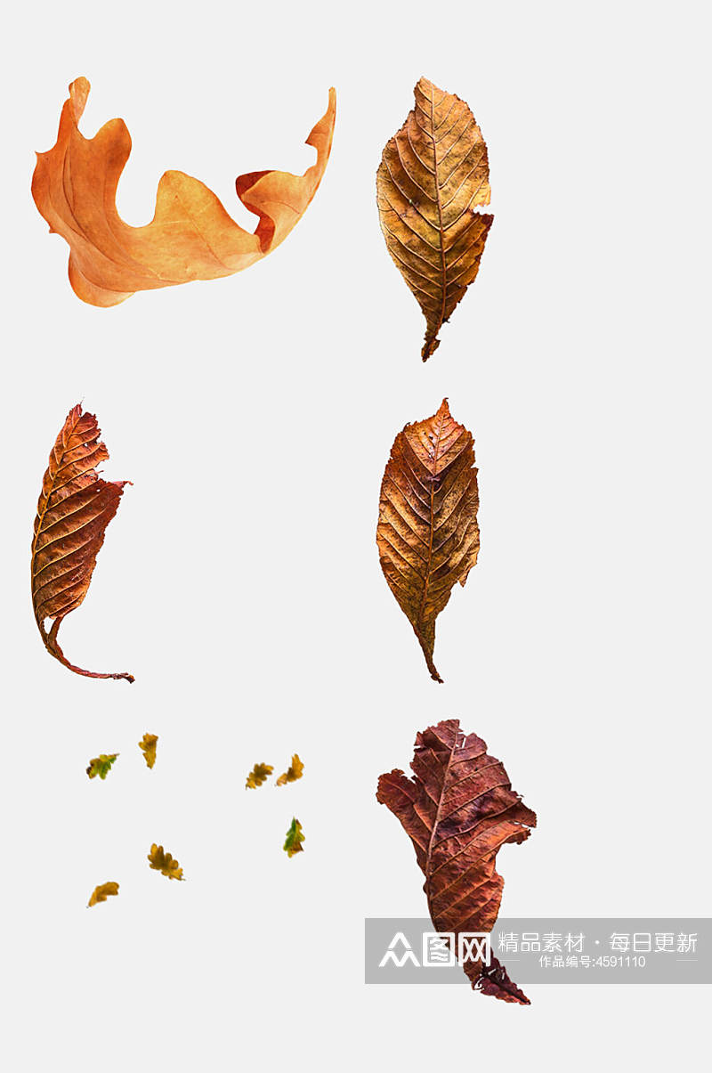 秋季叶子树叶素材素材