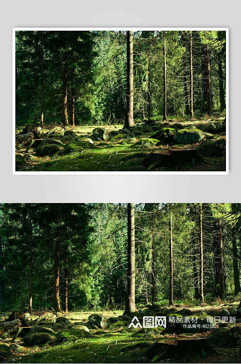 创意石头森林风景背景图素材