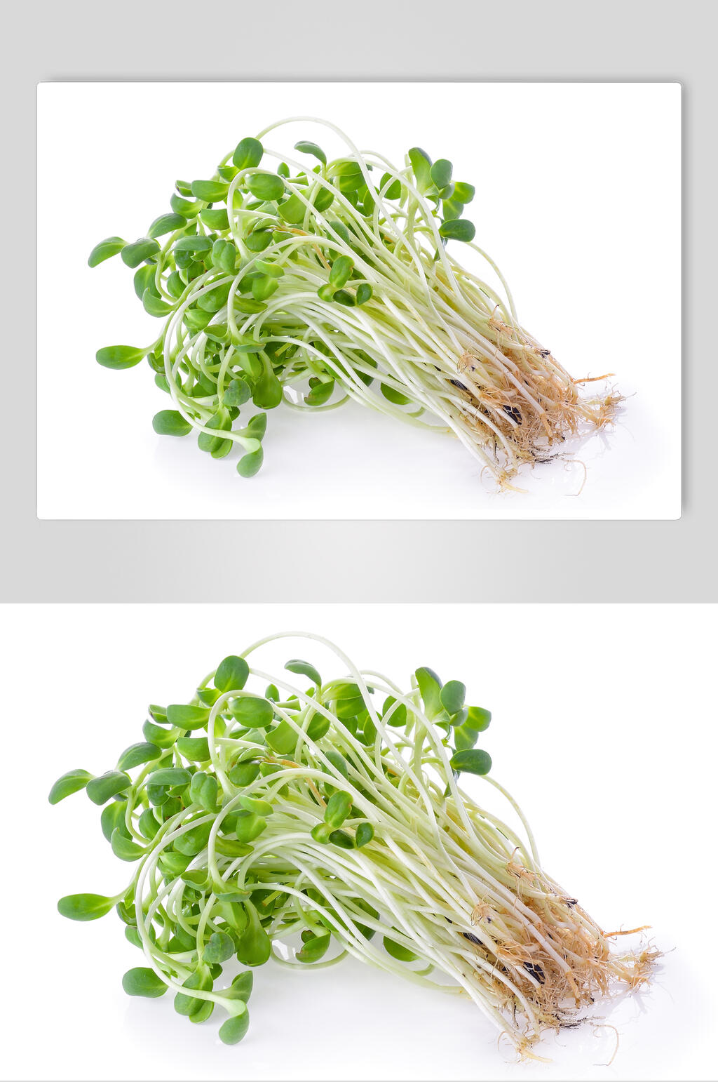 美味豆芽高清图片素材