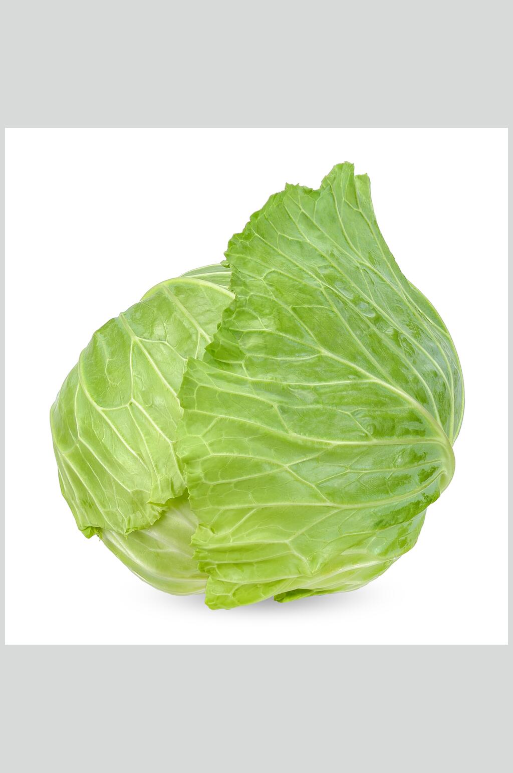 白底特色包菜高清图片素材