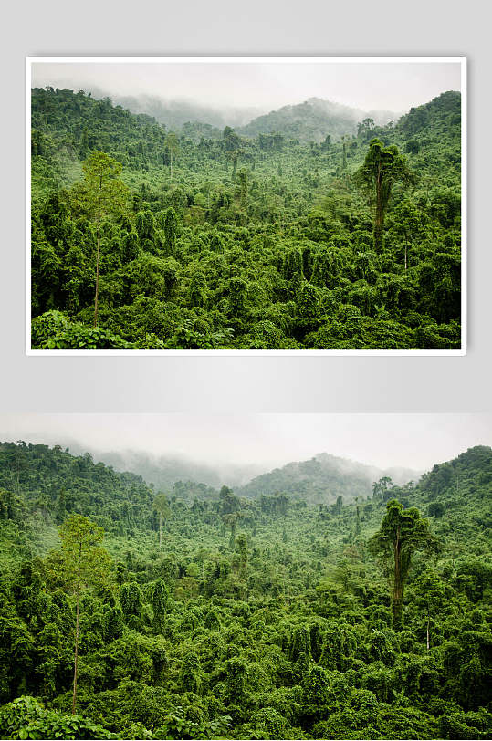 植物森林风景背景图