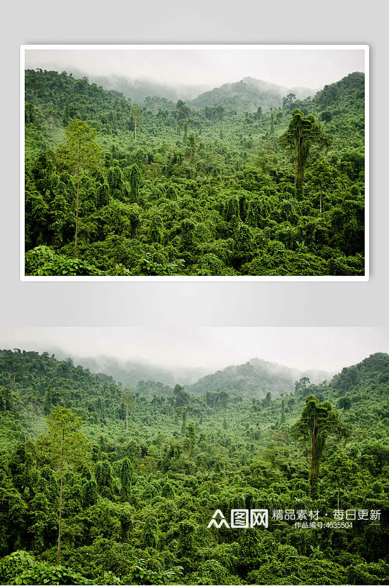 植物森林风景背景图素材
