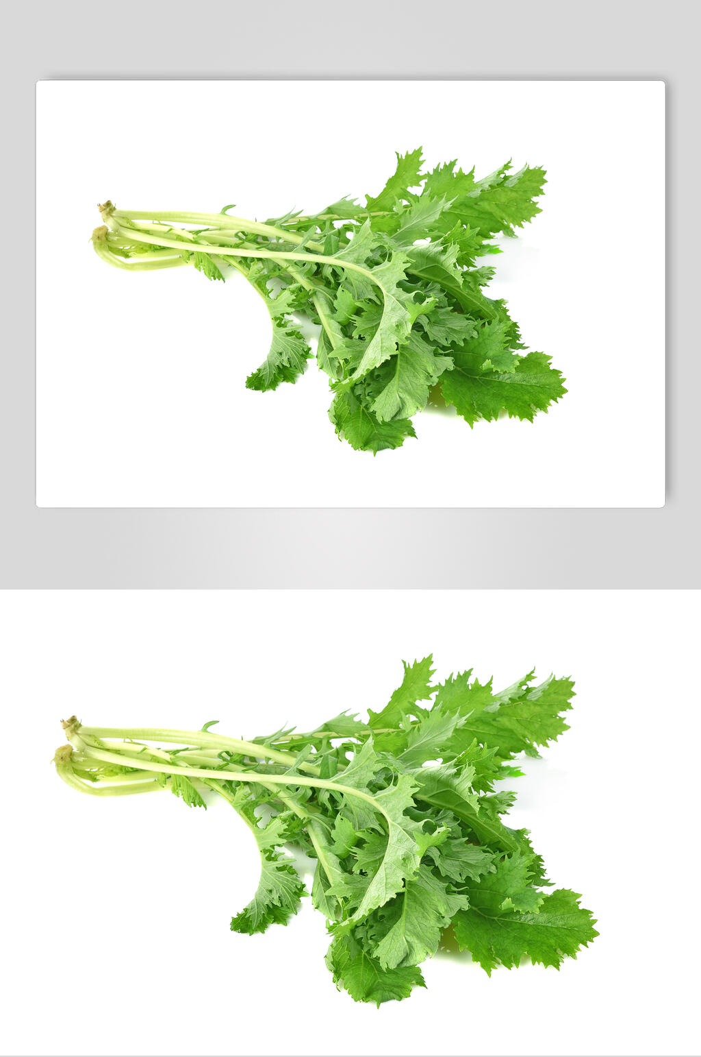 新鲜芥菜高清图片素材