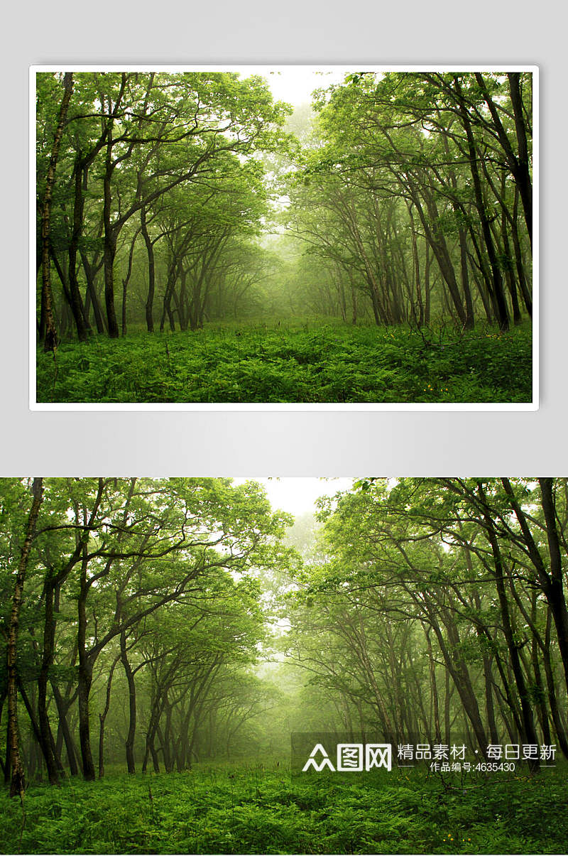 清新环境森林风景背景图素材
