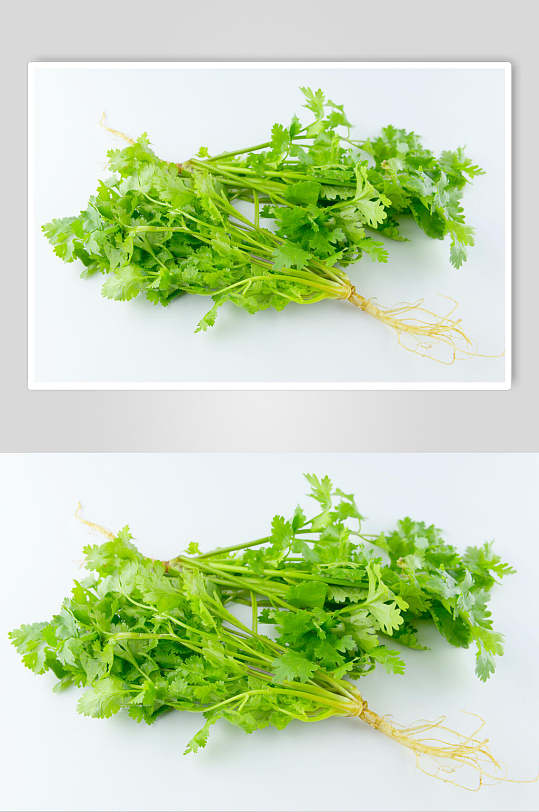 新鲜香菜图片-新鲜香菜素材下载-众图网