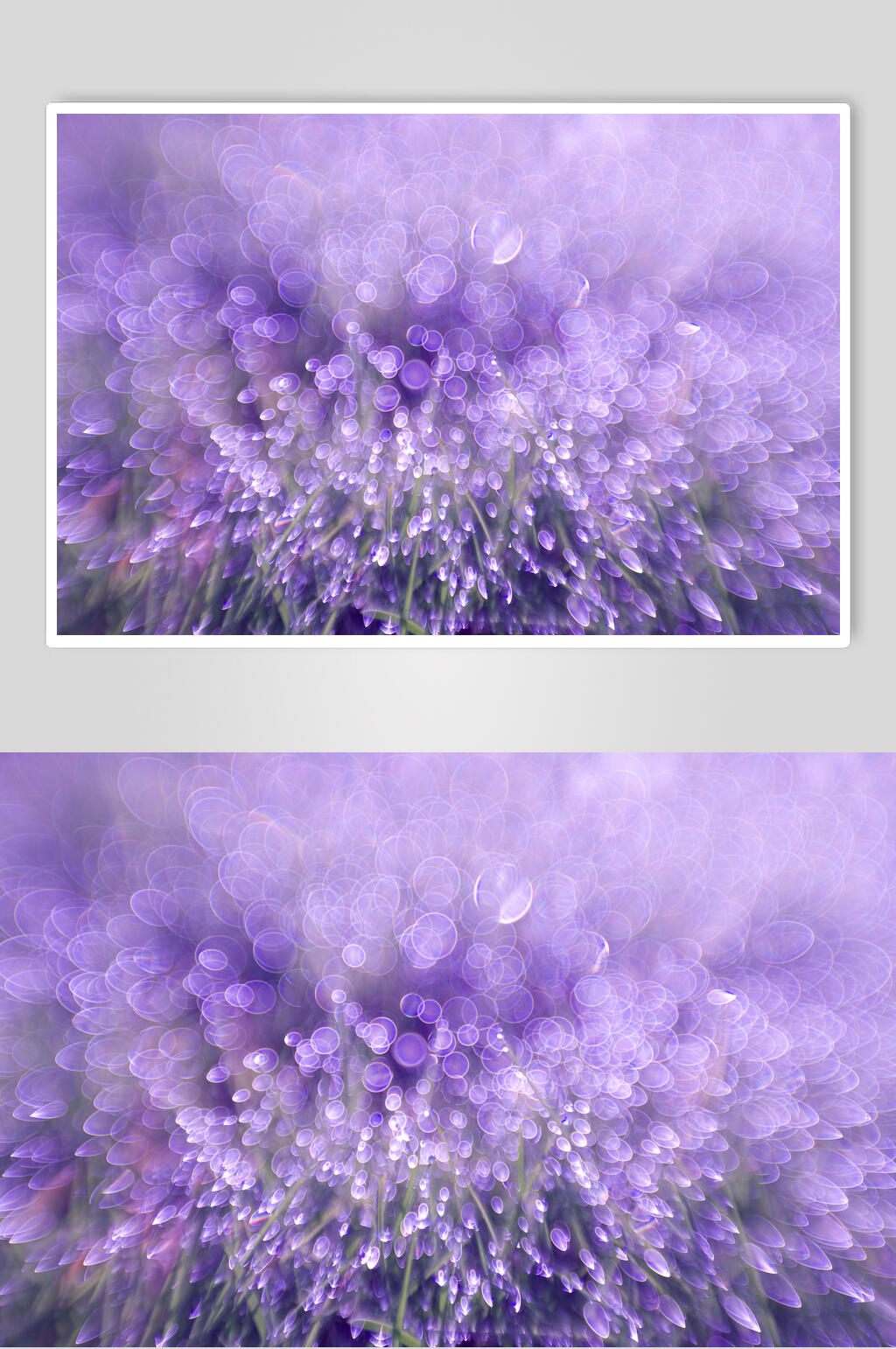 紫色薰衣草光斑特效图片