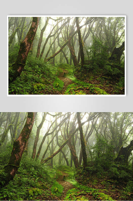 原始森林风景背景图