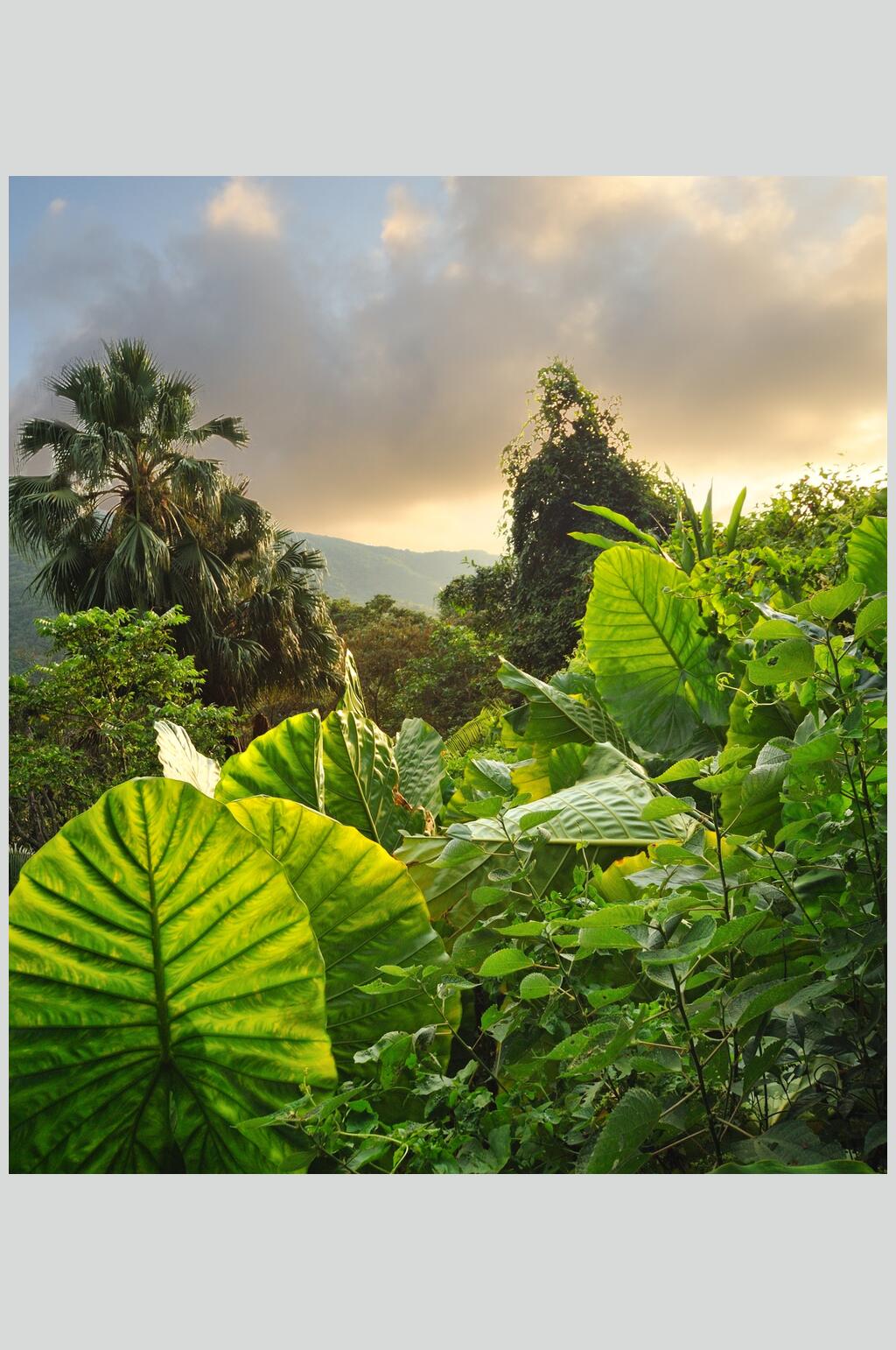 绿植森林风景背景图素材