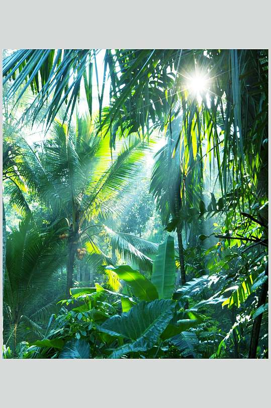 绿色的森林风景背景图