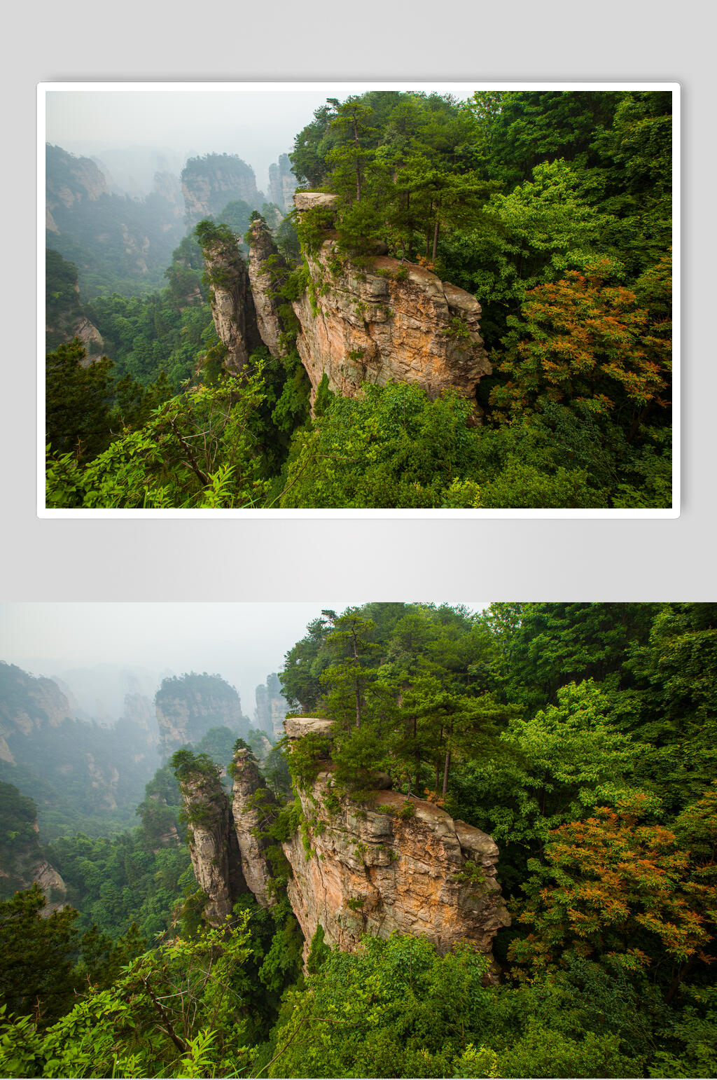 植物森林风景背景图素材