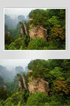 植物森林风景背景图