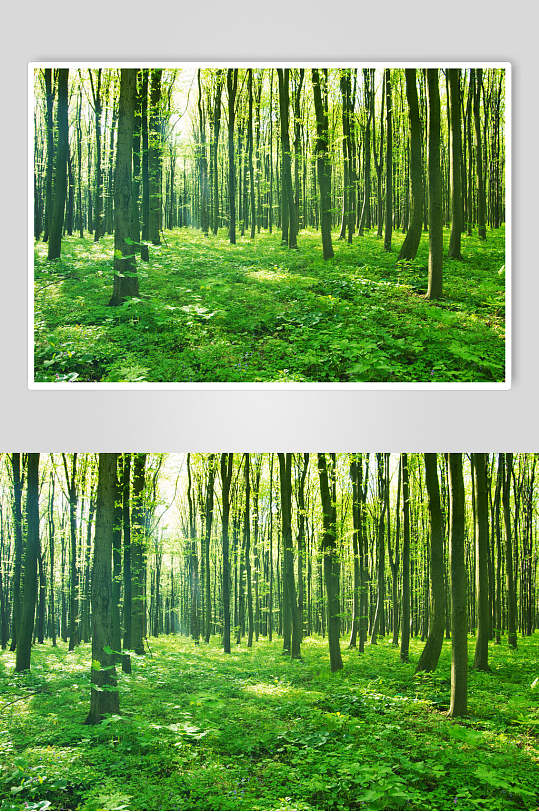 植物森林风景背景图