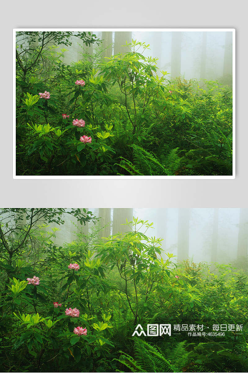 植物森林风景背景图素材