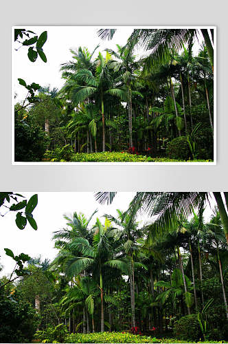 椰树森林风景背景图