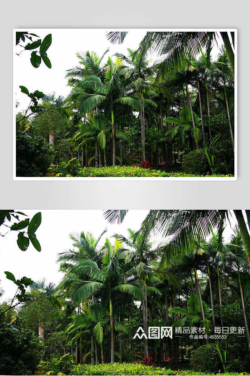 椰树森林风景背景图素材