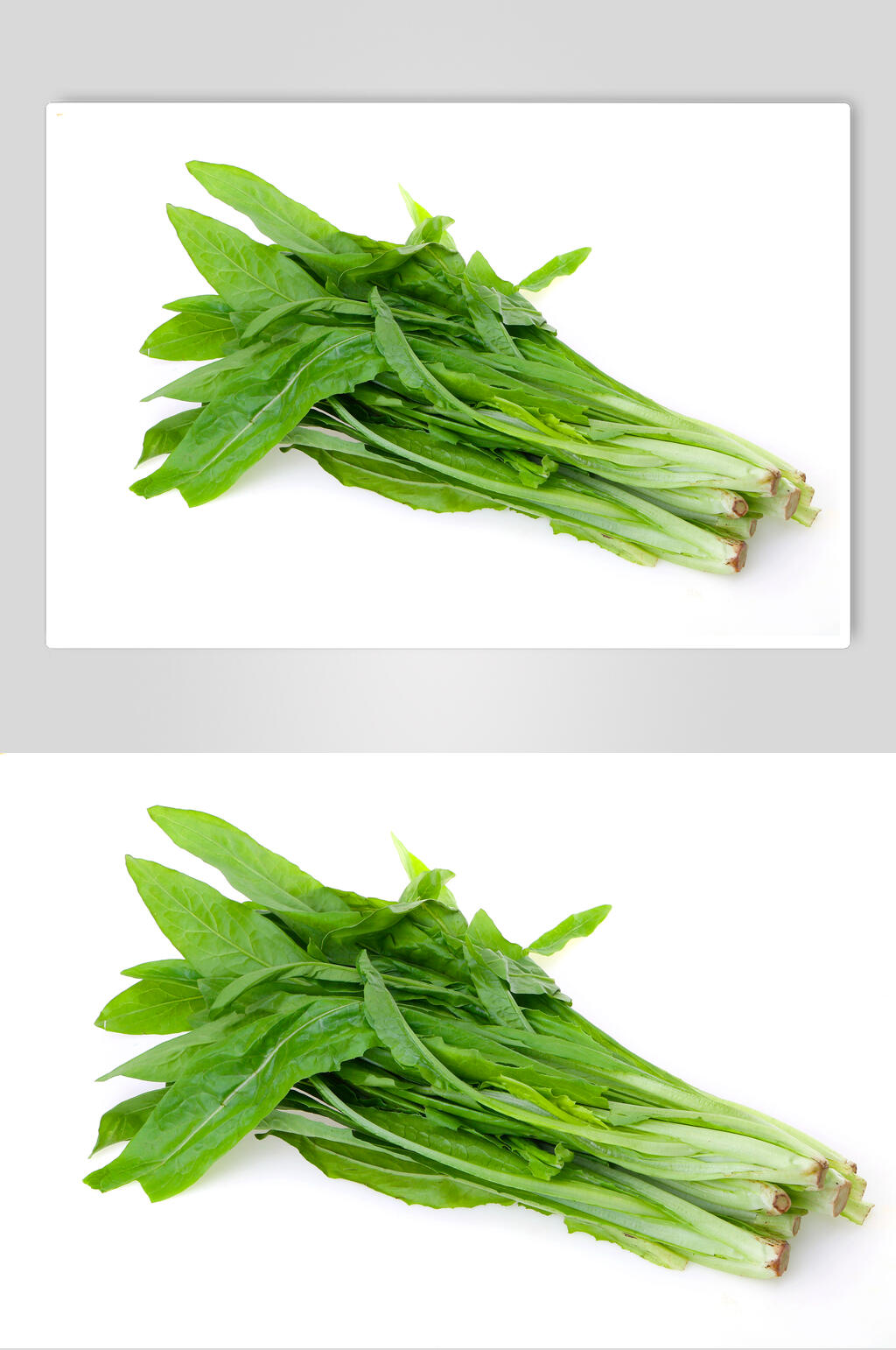 新鲜油麦菜高清图片素材