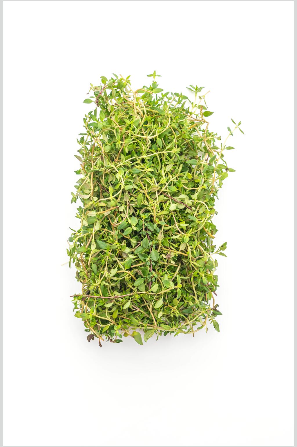 白底新鲜青菜食物高清图片素材