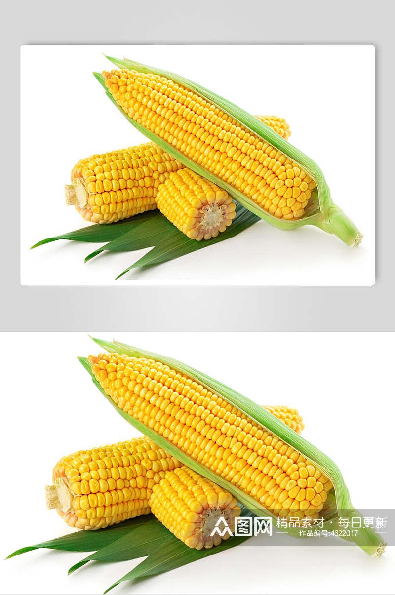 创意新鲜有机食品玉米素材