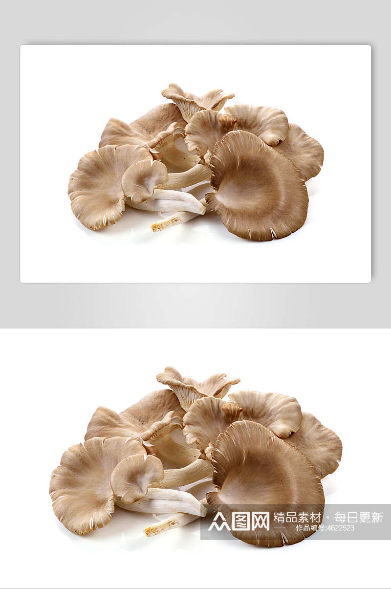 蘑菇食材高清图片素材
