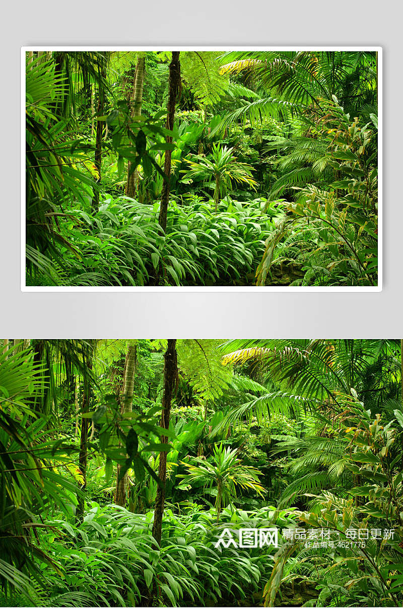 精美大气棕榈叶森林风景背景图素材