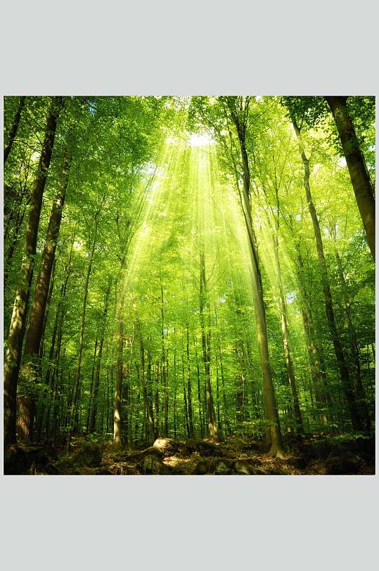 绿色森林风景背景图