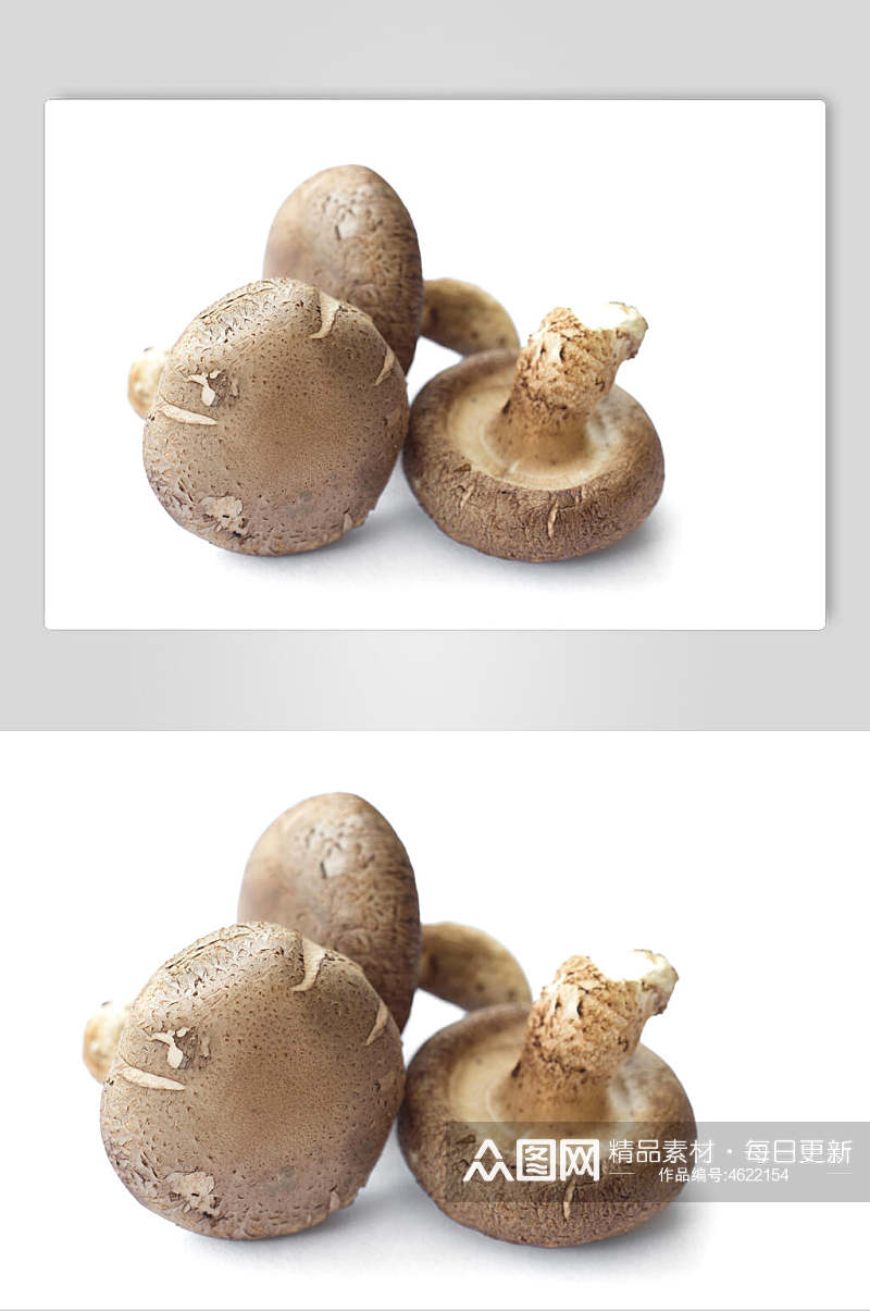 白底新鲜香菇高清图片素材