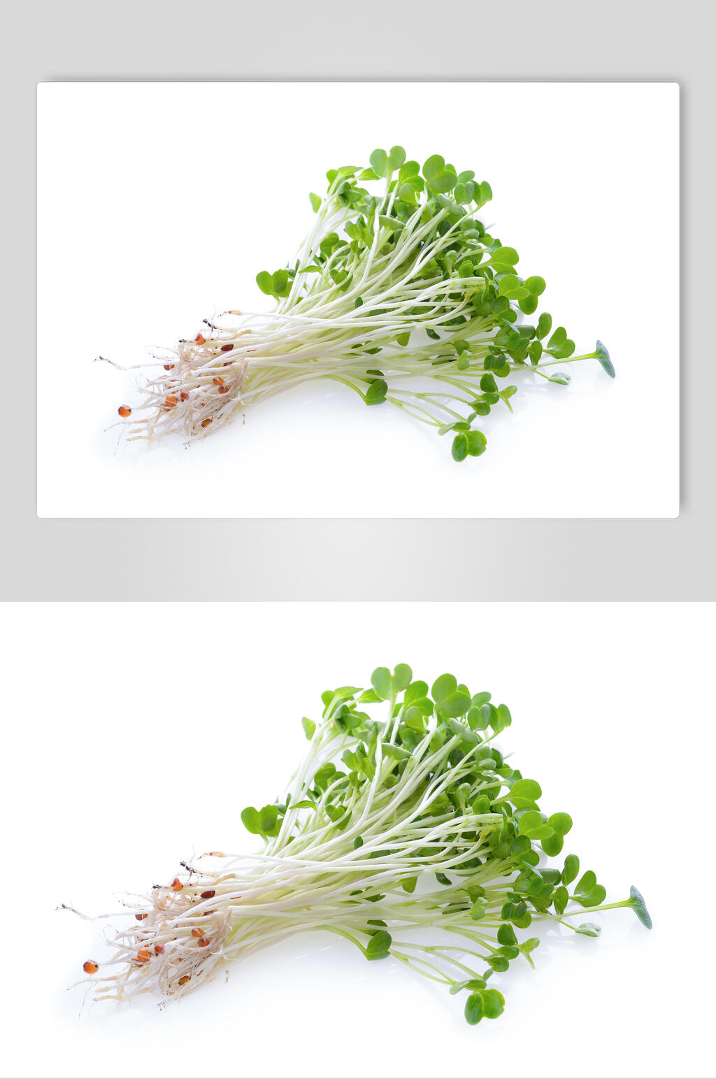 新鲜豆芽高清图片素材
