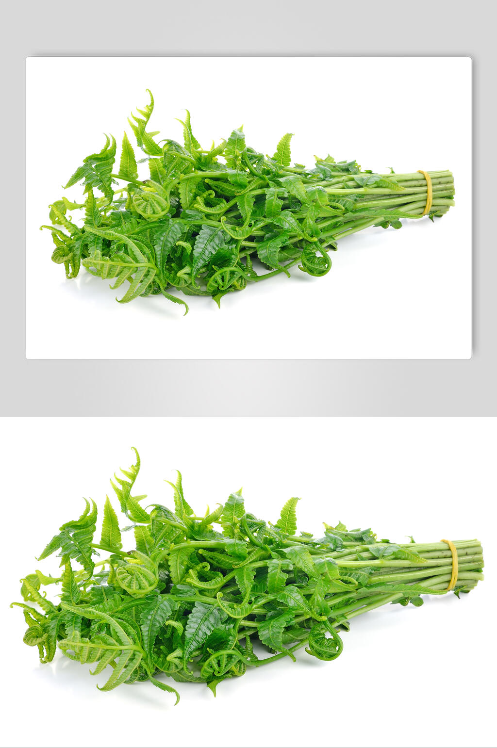 蕨菜食材高清图片素材