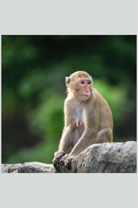 森林猴子活动图片