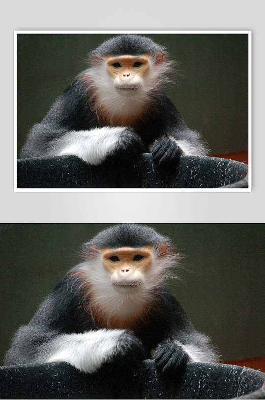 白毛猴子活动图片