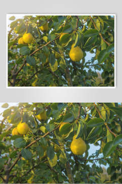 梨子果园树枝图片