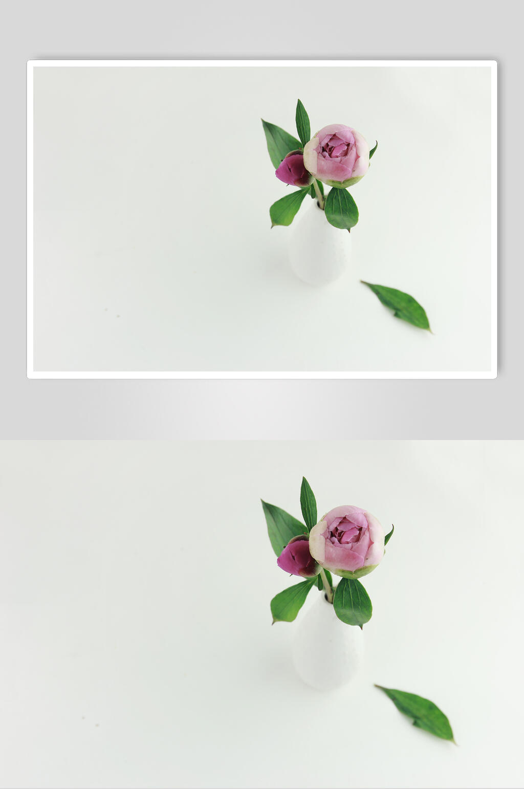 简约鲜花高清摄影图片素材