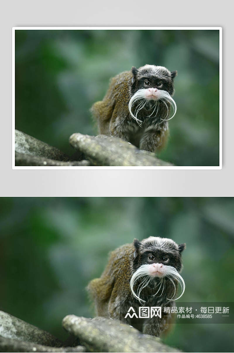 横版可爱猴子活动图片素材