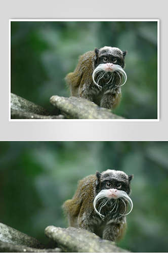 横版可爱猴子活动图片