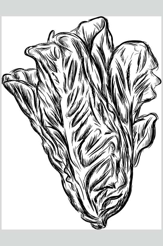 线描青菜蔬菜矢量素材