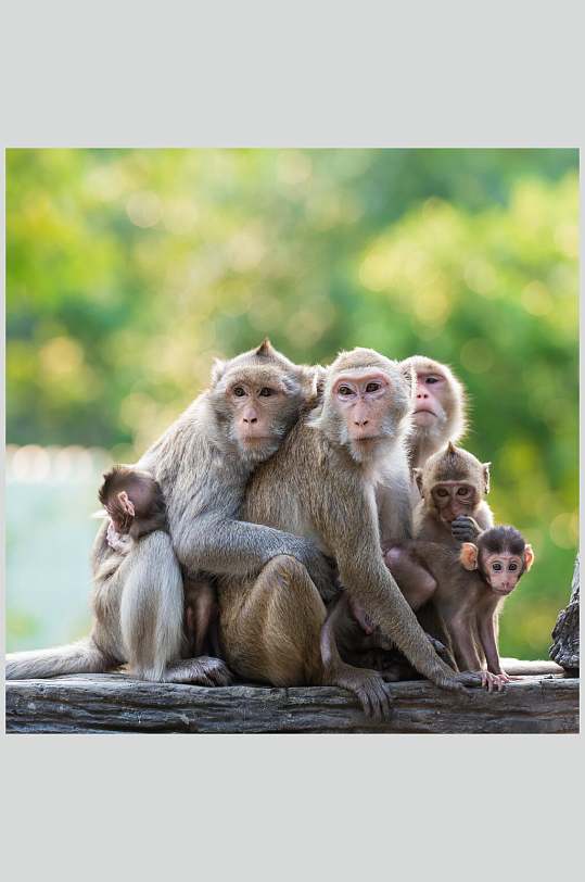 成年猴子幼崽猴子活动图片