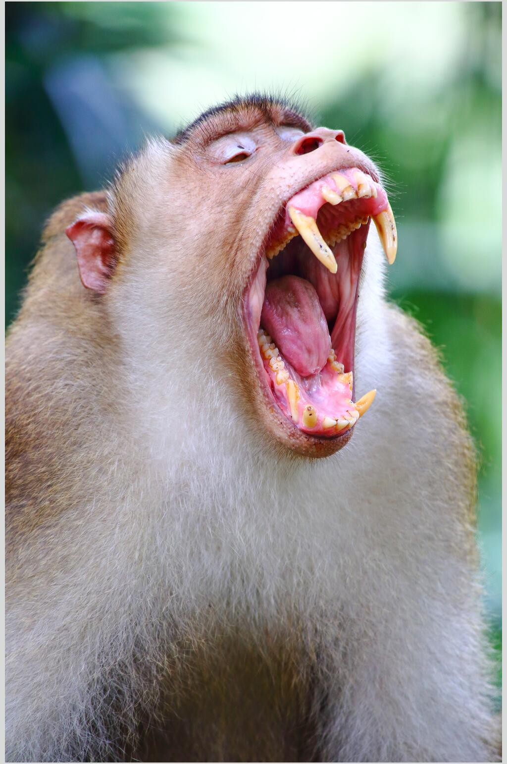 张大嘴尖牙猴子活动图片