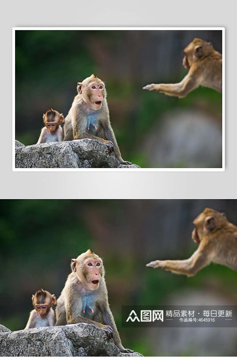 可爱猴子活动图片素材
