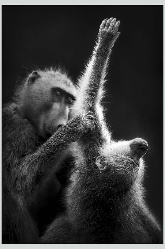 灰色大气猴子活动图片