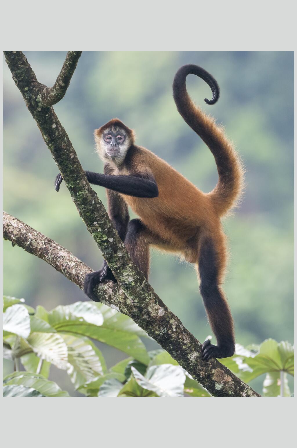 爬树猴子猴子活动图片